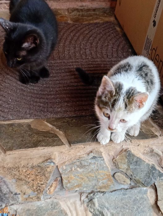 Pisicuțe spre adoptie