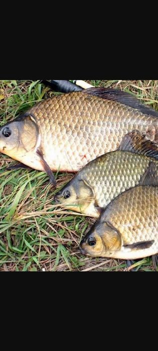 Закупаю свежую рыбу.