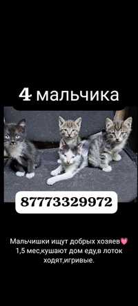 Котята 1,5 месяца,кушают дом еду,в лоток ходят,все мальчики