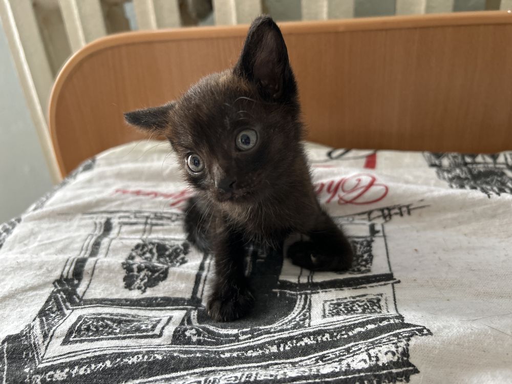 Котята бесплатно