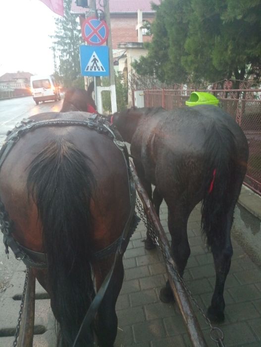 Caii de vânzare mai multe detalii în la Nr