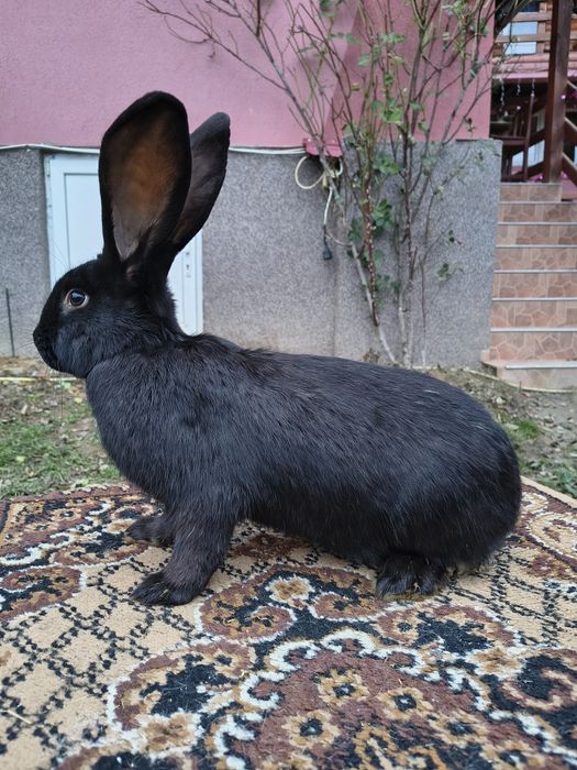 Mascul Pestriț German