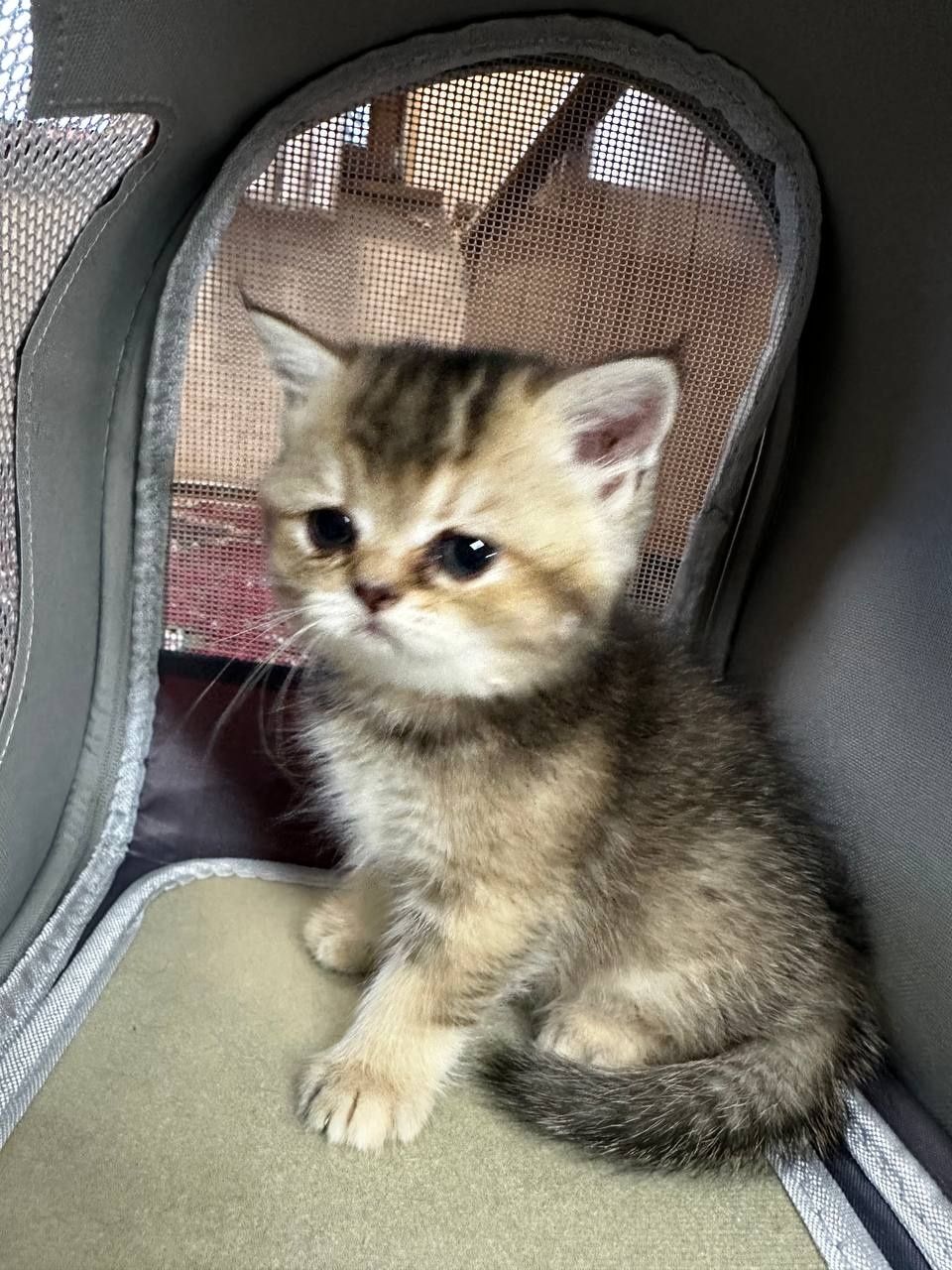 Продаю породистого котенка