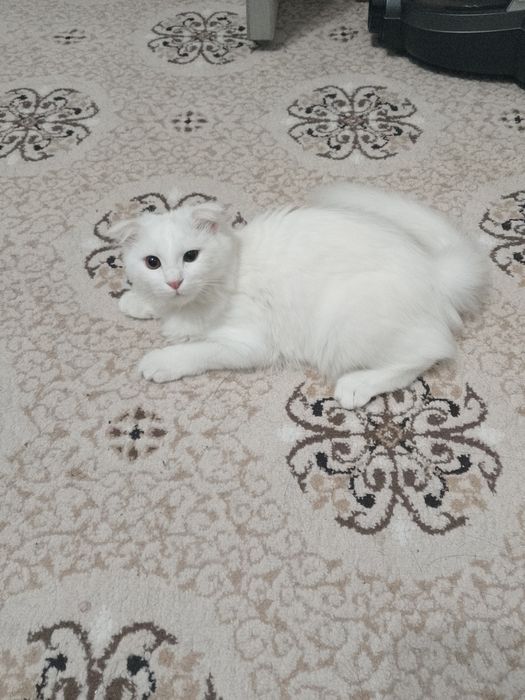 Продаётся породистая кошка