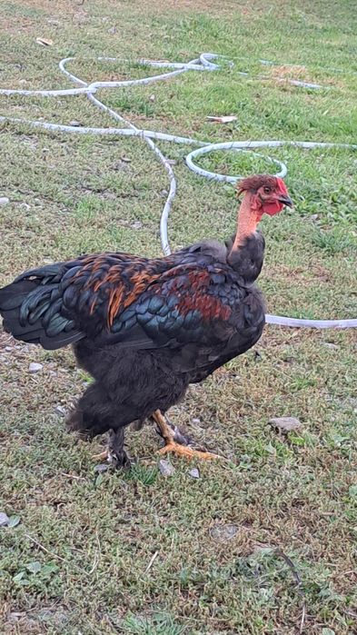 Vand 3 cocosi din primavara