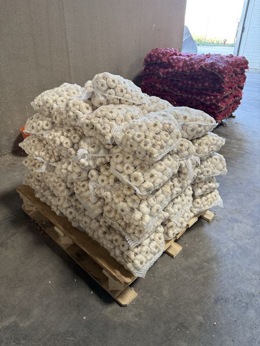 Vand usturoi de toamna