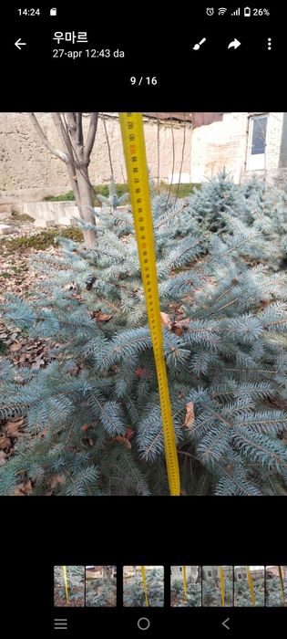 Арча Голубой Ель