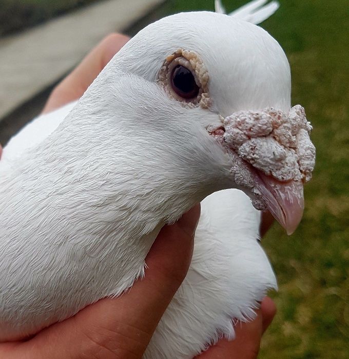 Porumbei albi voiajori pui.