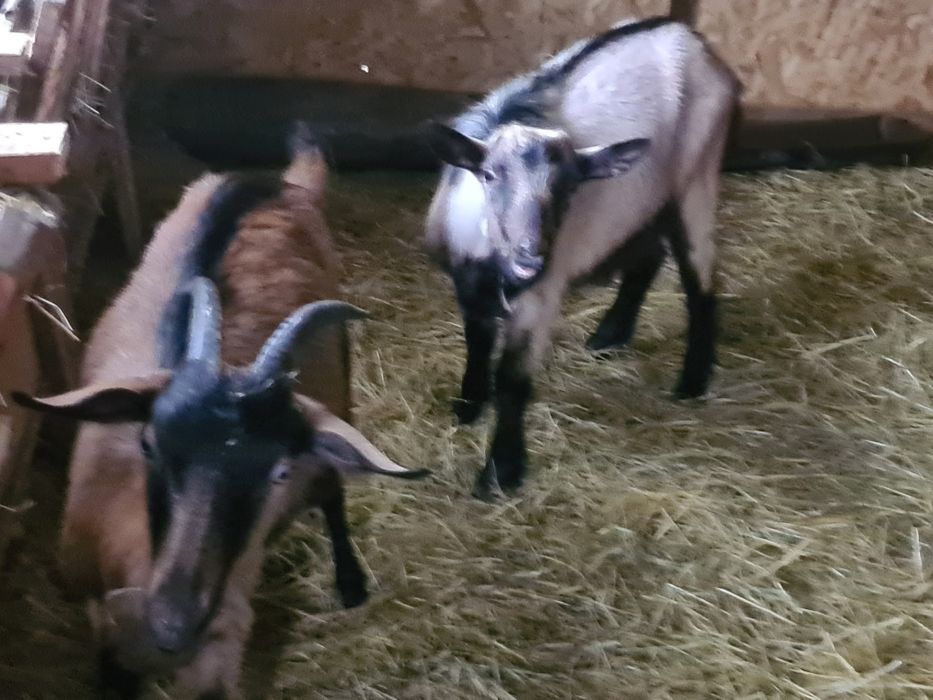 Capre alpin franceze