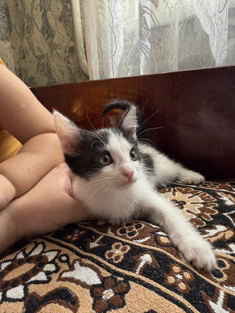 Отдадим котят в хорошие руки!!!