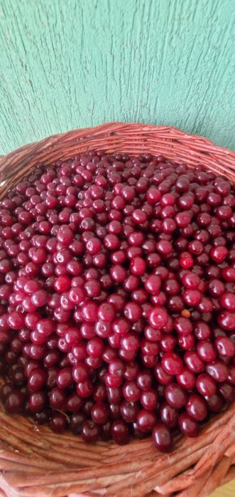 Вишня кисло - сладкая замороженная