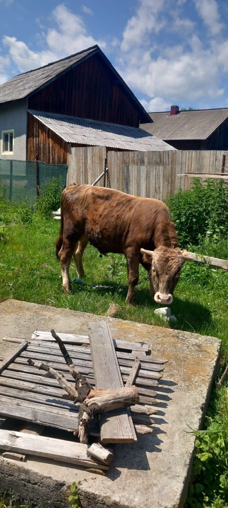Vând taurasi pentru monta