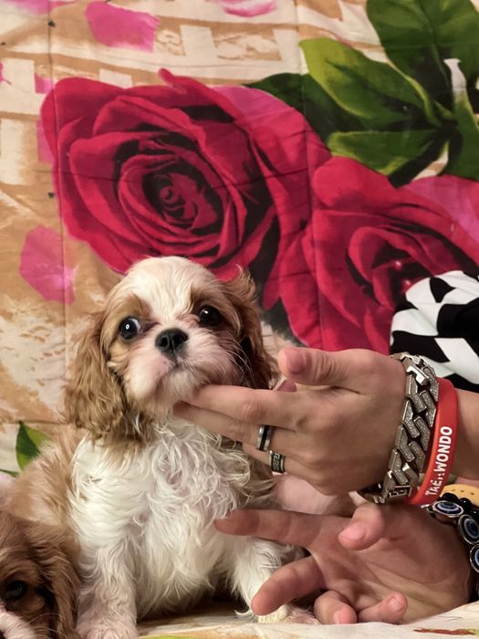 Кавалер кинг чарльз