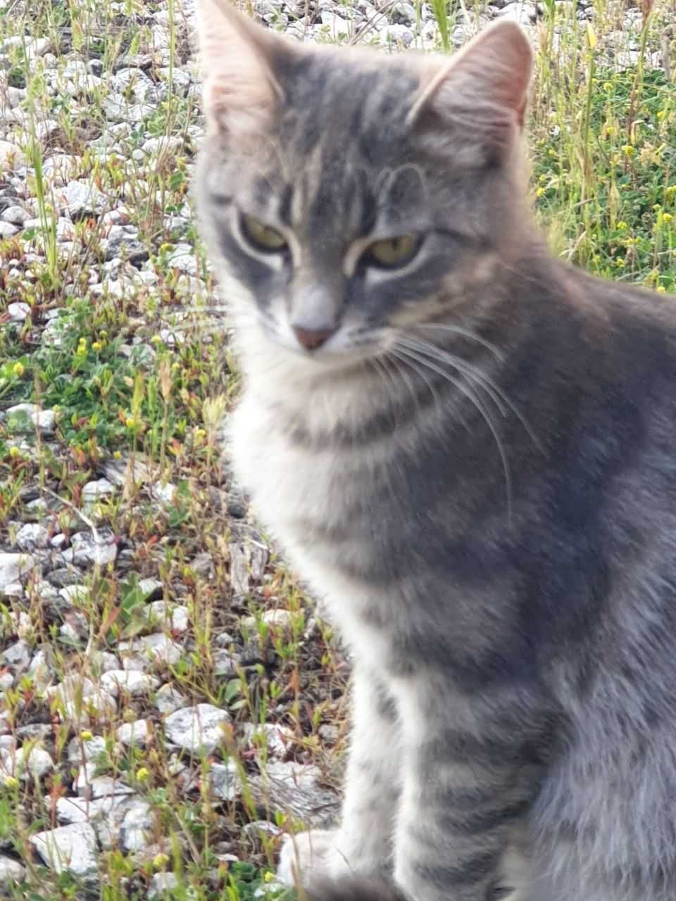 Котки за предаване в любящи ръце