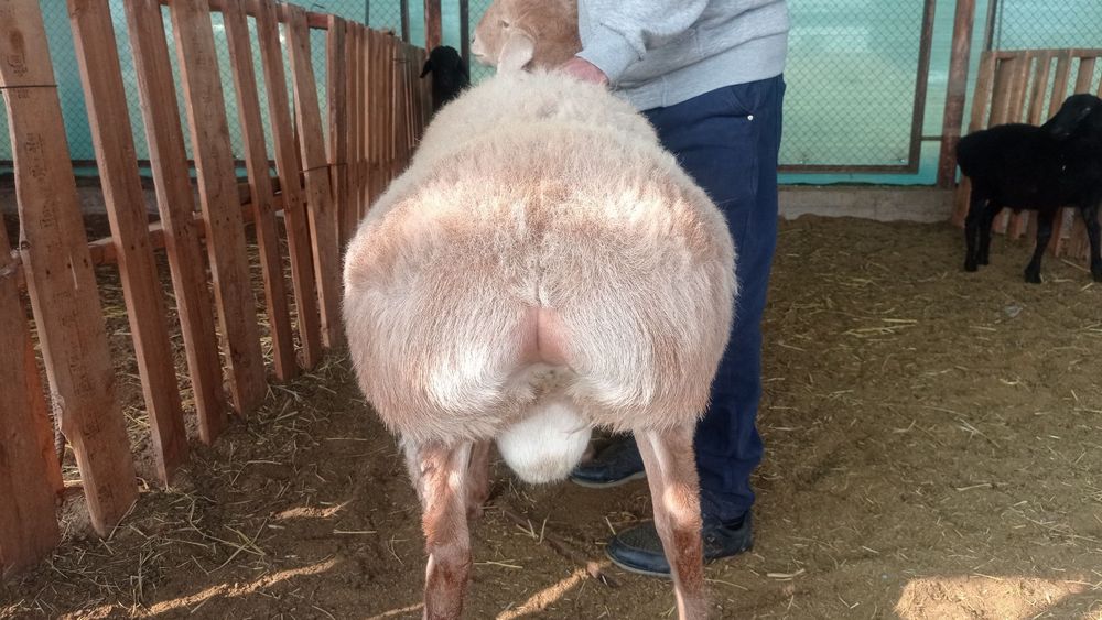 Qochqorlar  sotiladi.