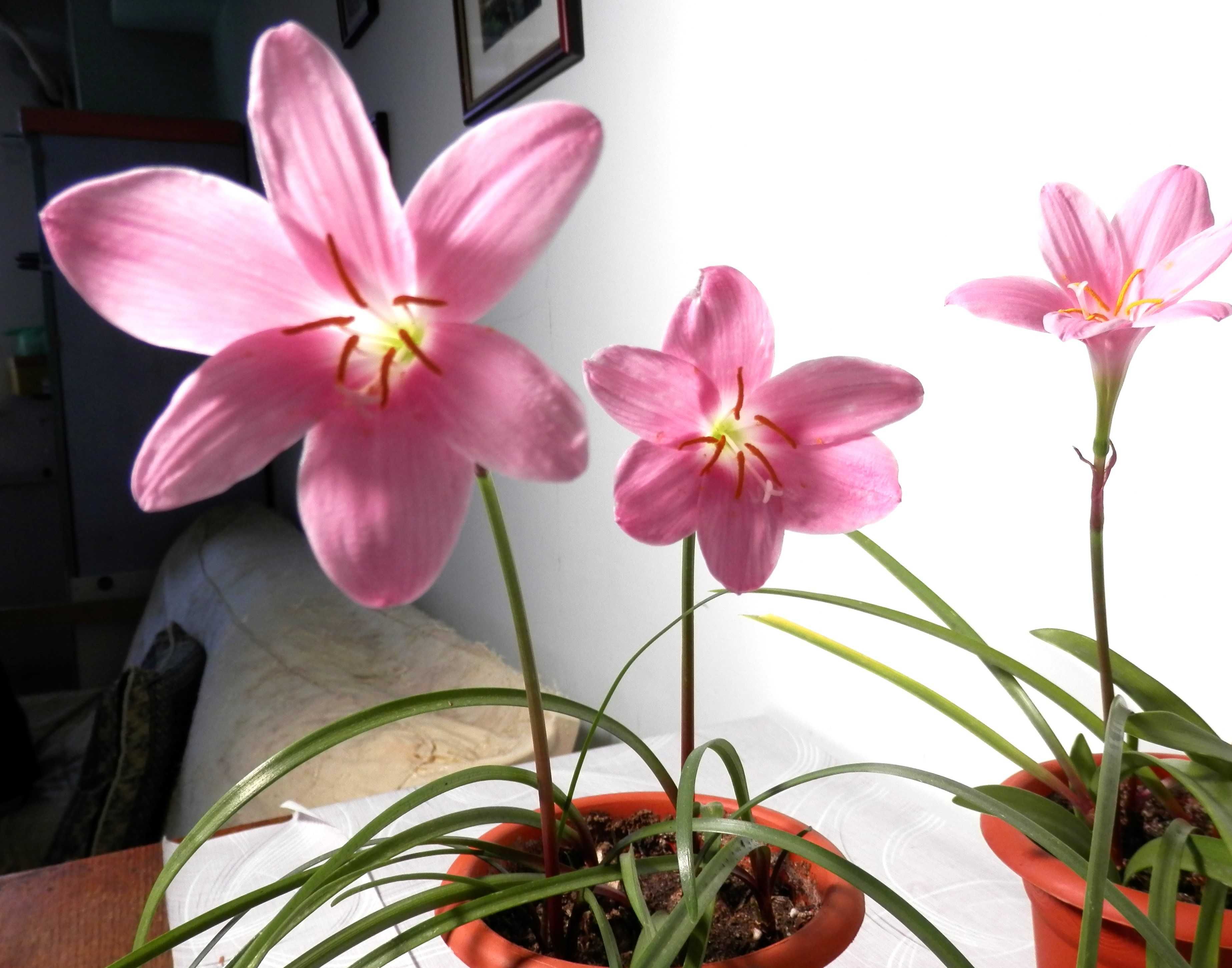 Crin de apartament (Hippeastrum) portocaliu și Crinul ploii roz