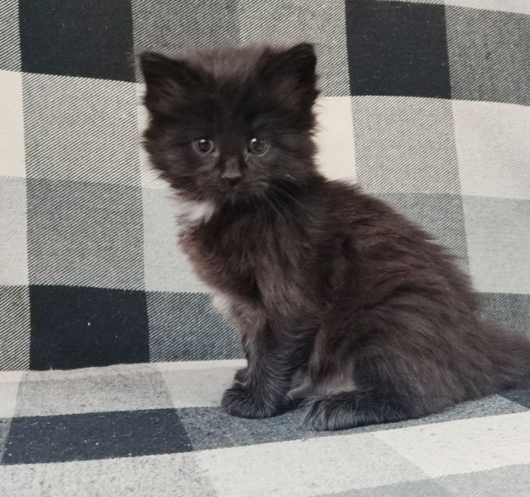 Отдам в хорошие руки