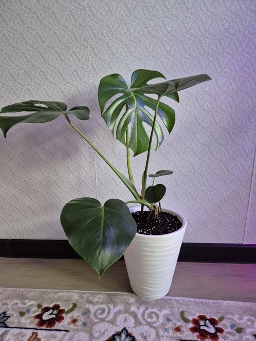 Монстера комнатный цветок