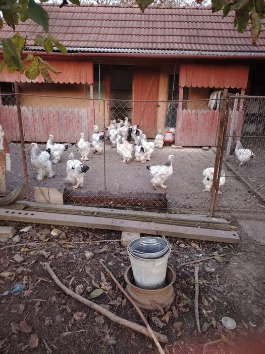 Vand pui de carne Brahma