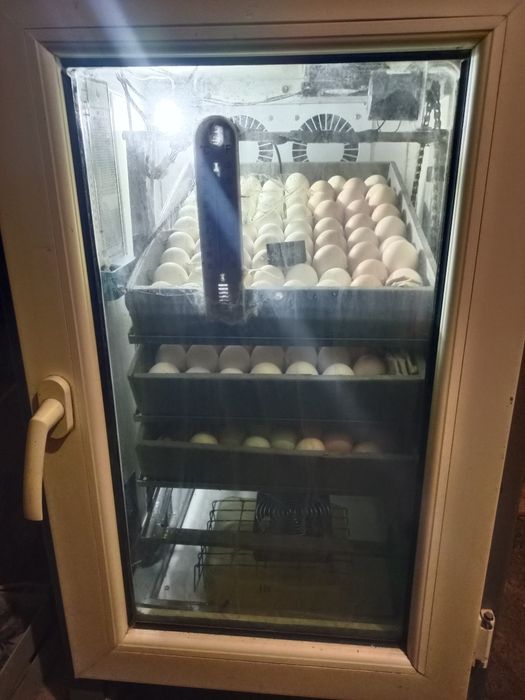 Инкубатор сатылады