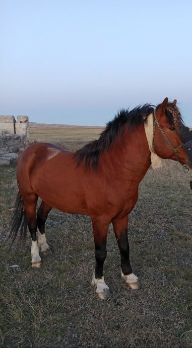 Продается жеребец. Ходит в косике