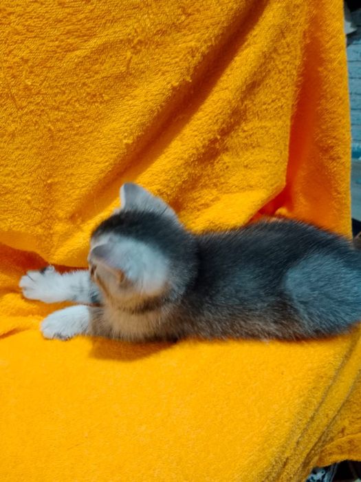 Котик БриТансКий