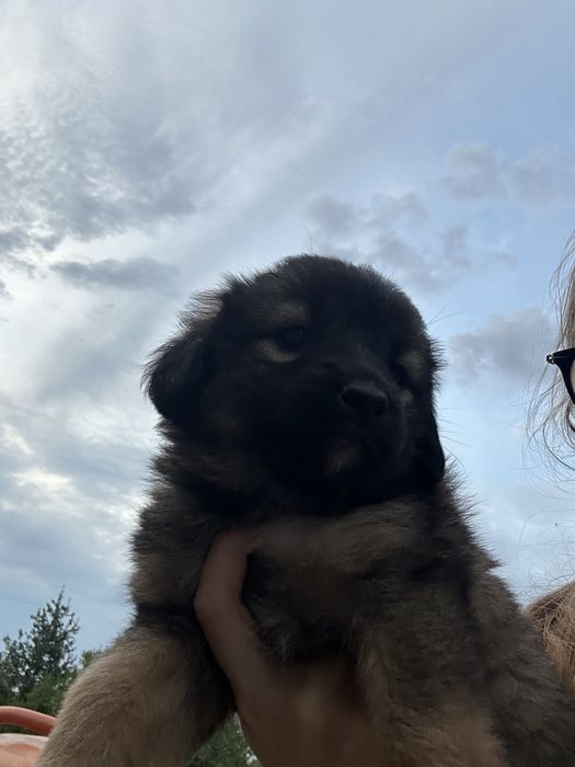 Cățeii nostri isi caută o familie!
