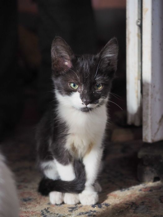 Donez pisici - 1 pisica si 3 motanei