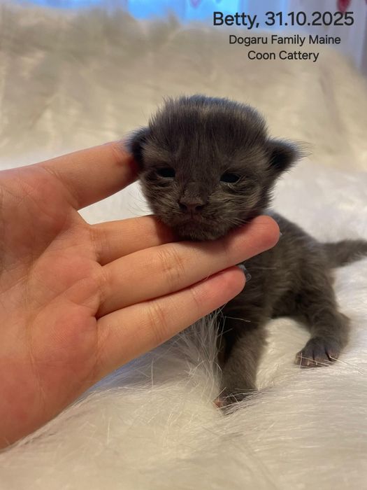 Fetiță Maine Coon Pedigree