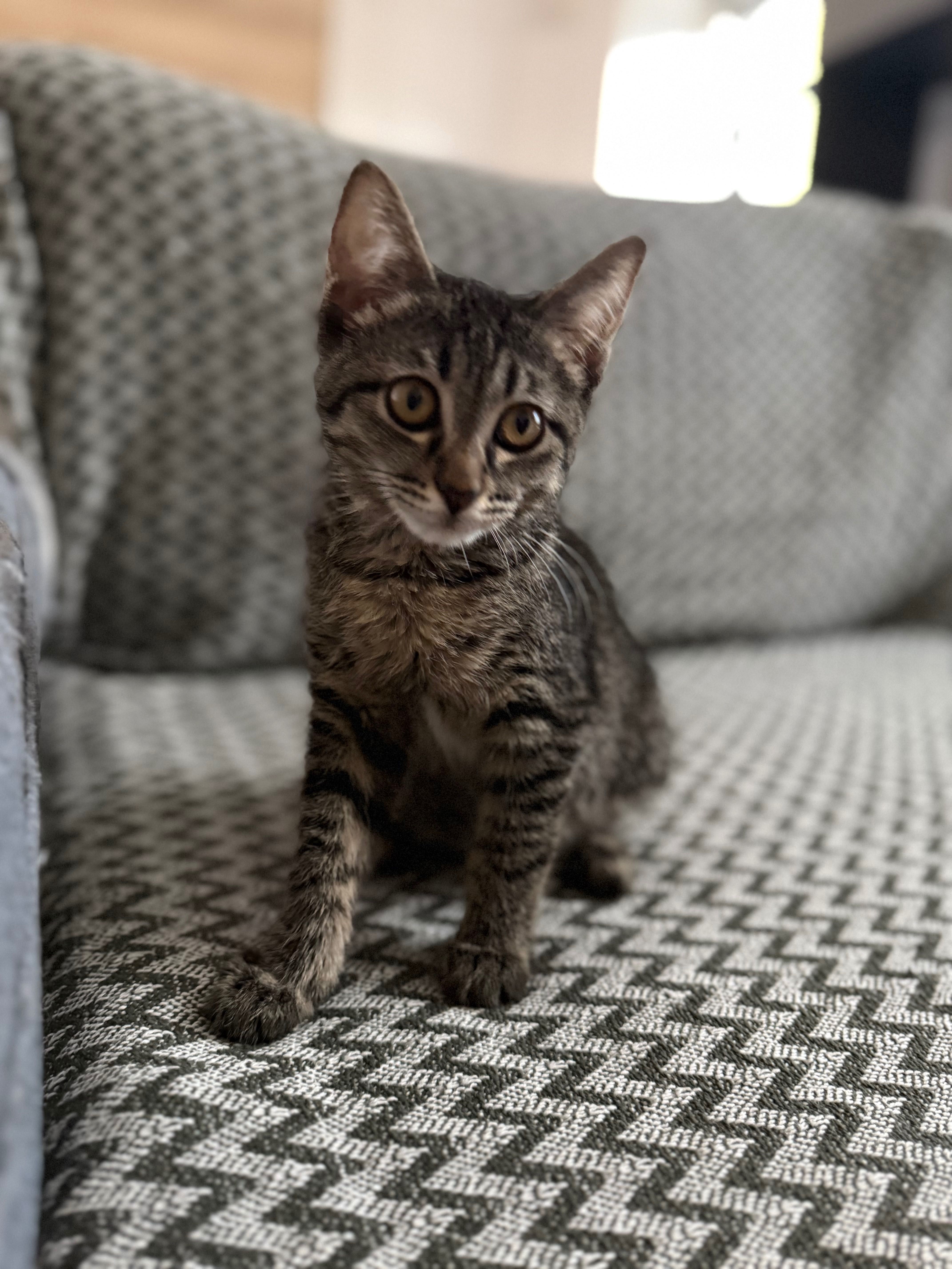 Котенок в добрые руки