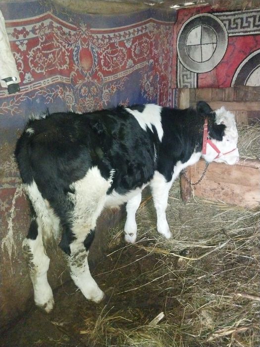 Vțel de vanzare detalii la cerere