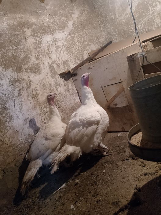 Пуки и пуяаци домашни