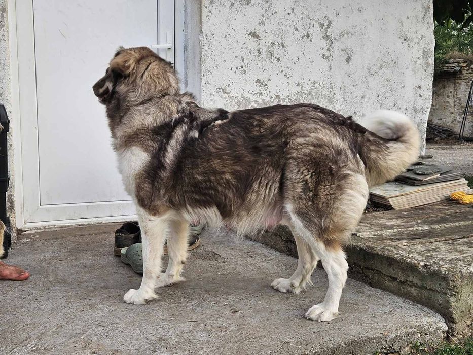 Българско овчарско куче (БОК)