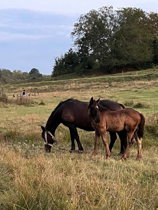 vand 2 iepe si un manz