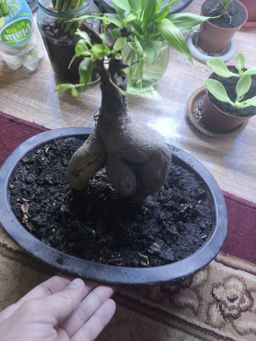 Продам бонсай микрокарпа
