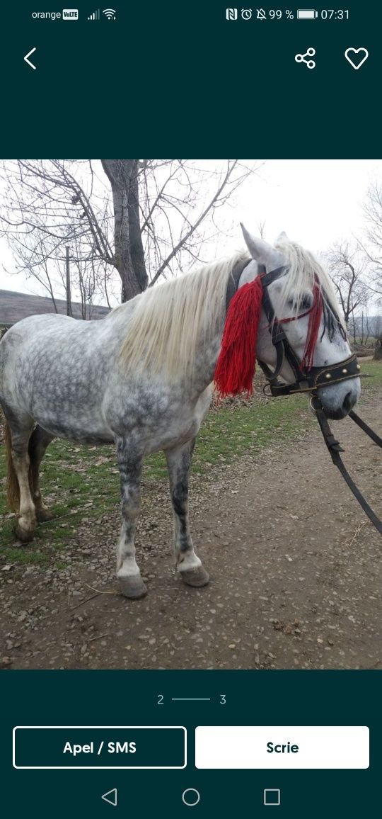 Vand iapa de 6 ani cu manz de 2 săptămâni