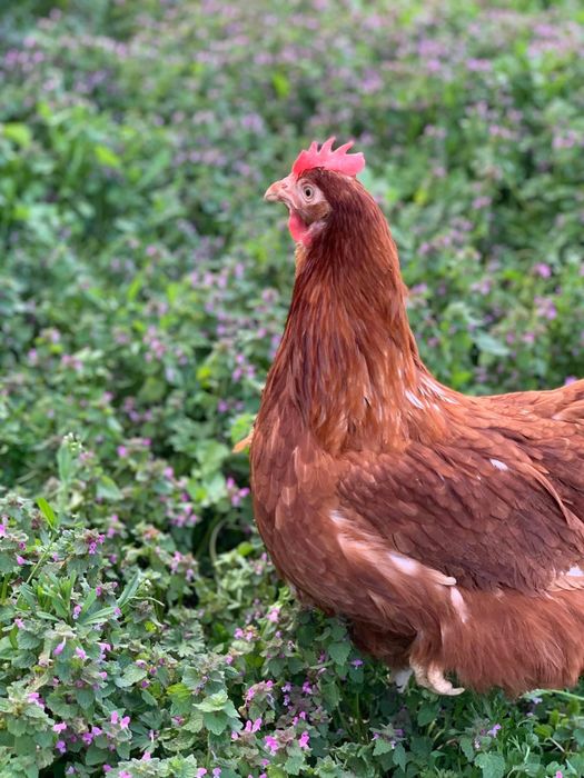 Носачки за яйца.