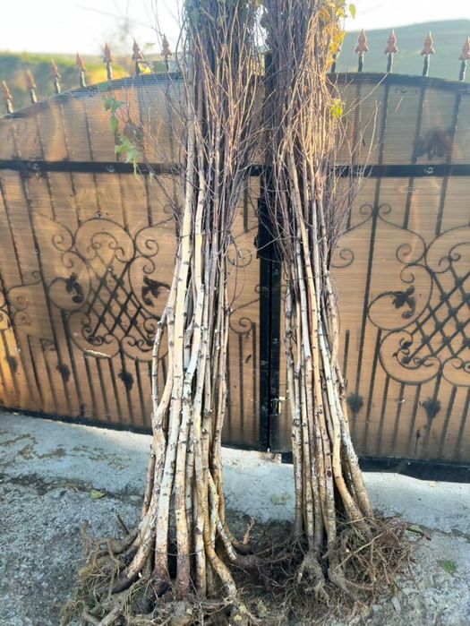 Puieți direct de la producător 100%