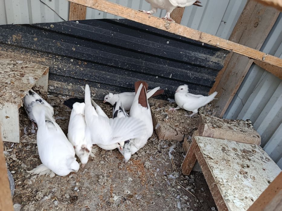 Кабутарлар сотилади