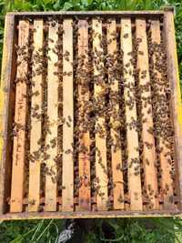 familii de albine de vanzare