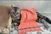 Отдам в добрые руки котика.