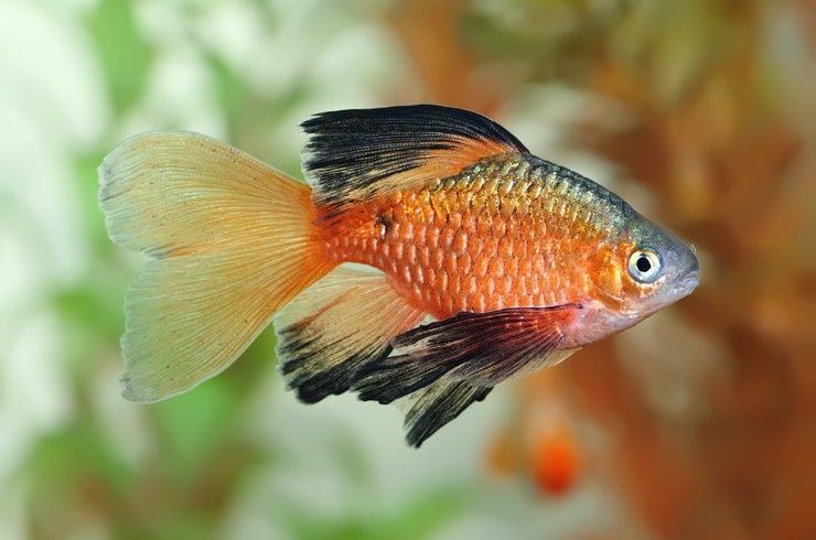 Вуалевый огненный барбус. Подростки