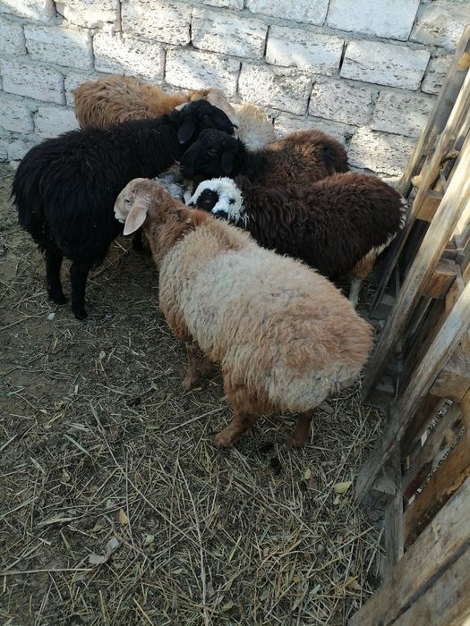 Қошқар семіз сатылады