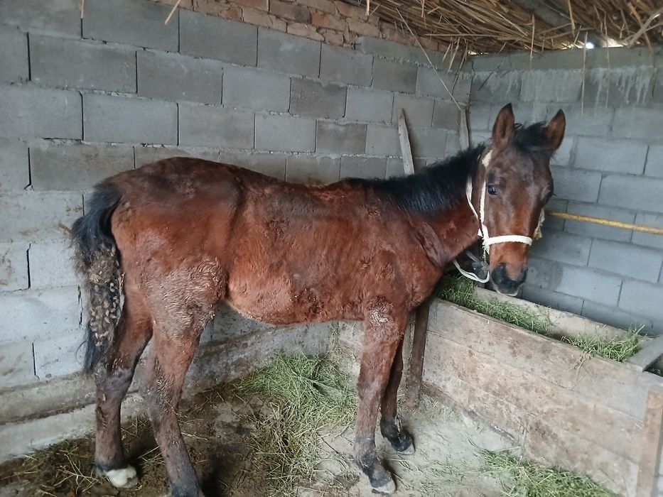 Жылқы тай жуас қаны бар