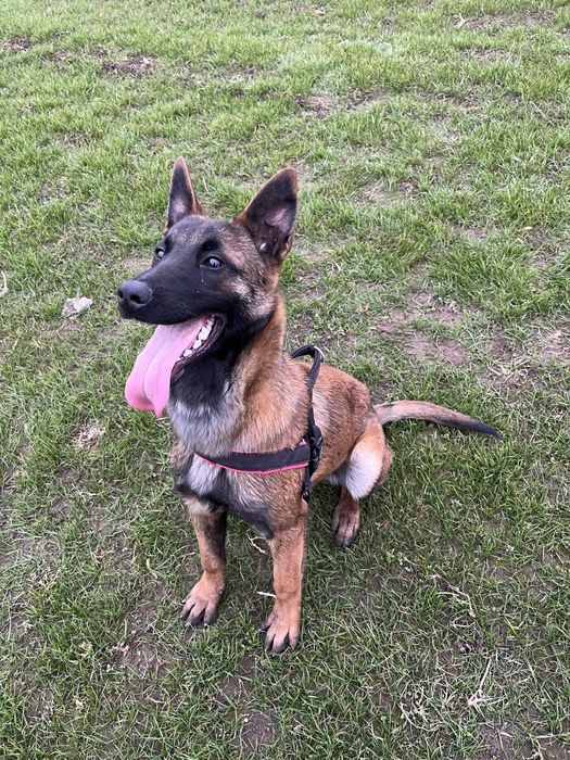 Vand Malinois Belgian