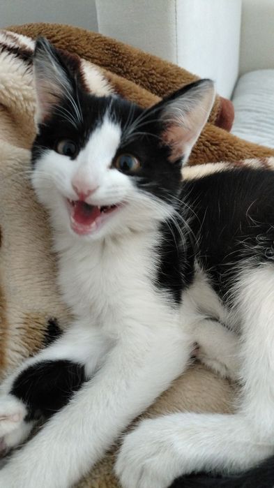 Продам милого игривого котенка мальчика