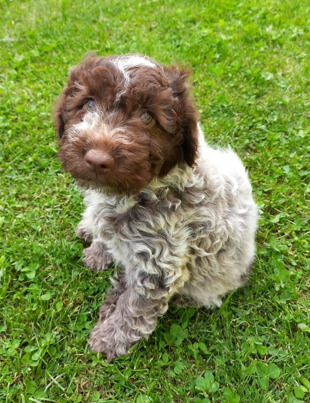 Vand catelusa Lagotto Romagnolo