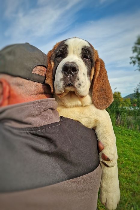 Femele de Saint Bernard cu Pedigree