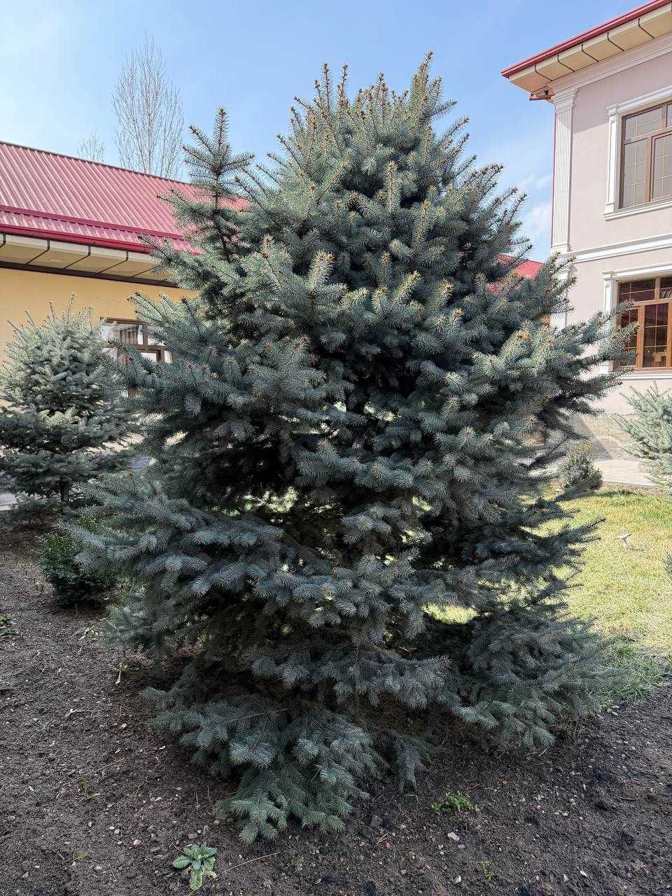 Голубой ель, пихта арча 8 йиллик бўйи 3.5 м жами 7та (самовывоз)