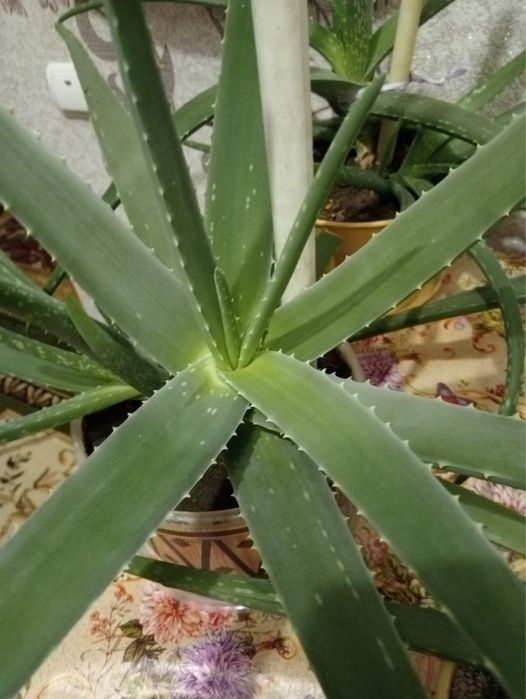 Продам АЛОЭ ВЕРА лечебные